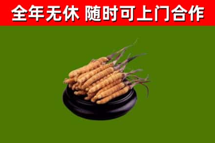 敦煌市烟酒回收冬虫夏草.jpg